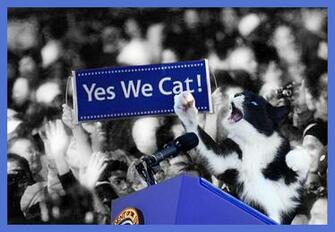 Cats More Likely To Vote On Election Day Than Most Americans