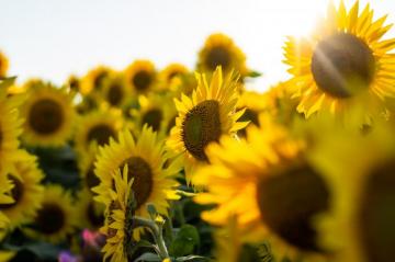 Sunflowers 4k Wallpaper For Your Desktop Or Mobile Screen