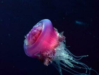 Similar Context The King Jellyfish Can Easily Be Box