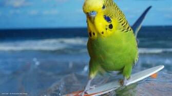 Budgie Funny Surfing Bird HD Widescreen Wallpaper Birds Background