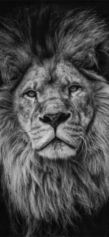Lion Lock Screen iPhone Wallpaper