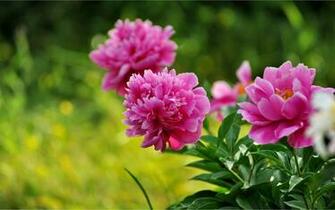Mayflower God Peony Desktop Wallpaper Flower