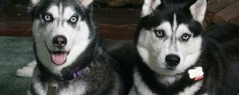 Wallpaper Husky Widescreen HD Background Desktop