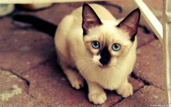 Blue Eyes Siamese Cat Wallpaper