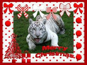 Christmas Wallpaper White Tiger Chat Big Cats