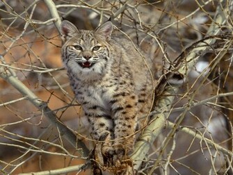 Lynx Wallpaper HD Pictures Image Background