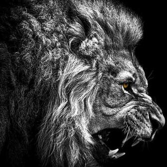 My Passport Wallpaper Selections Enjoy Lion Photos Jpg
