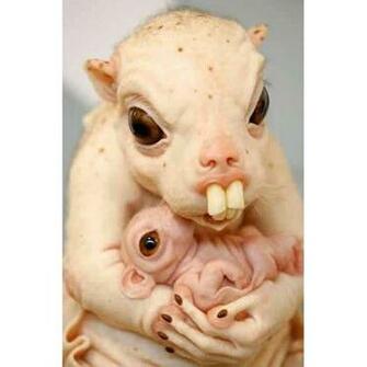 Ugly Animal