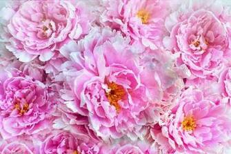 Pink Flowers Everywhere Photograph By Top Wallpaper
