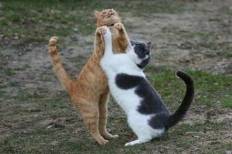 Cute Funny Animalz Animals With Dancing Image And Wallpaper