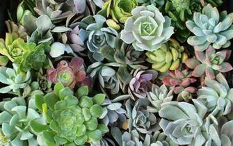 Best Succulent Background Garden