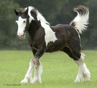 Photoposts Beautiful Horse Pictures