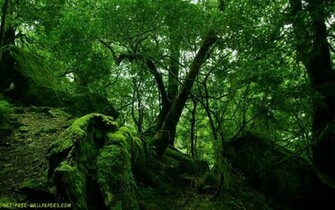 Green Forest Wallpaper