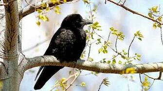 Branch Bird Raven HD Wallpaper