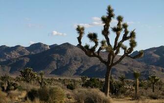 Earth Joshua Tree National Park Wallpaper