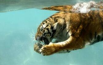 Tiger Shark Wallpaper