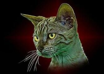 Bengalese Cat Mixed Media By Denis Bajan
