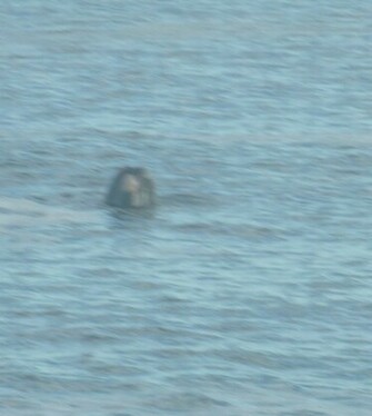 Loch Ness Monster Photo