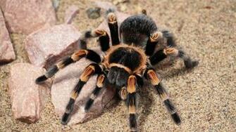 Arachnid HD Wallpaper Background Image