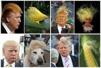 Donald Trump Hair Compare With Things Funny Photos To Smile