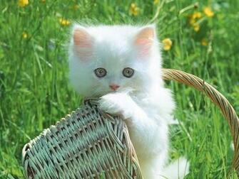 All World Wallpaper Cats And Kittens Cute Animals Funny