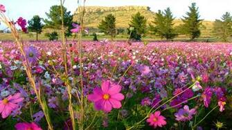 Field Of Flowers Wallpaper