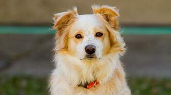 Animals And Birds Beautiful Dog HD Wallpaper