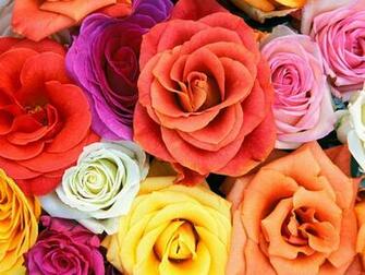 Roses Flowers Wallpaper