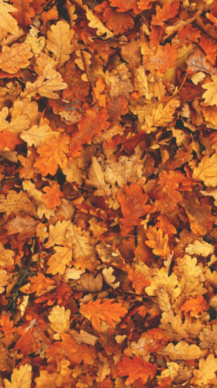 Spooky Season Wallpaper