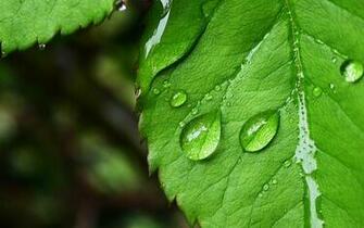 Green Leaf House Wallpaper Ing Gallery