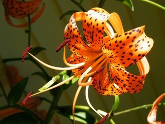 File Name Tiger Lily Flower Background By Mark Kennedy On