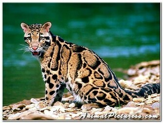 Ocelot Pictures Wallpaper