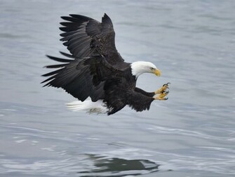 Best Top Desktop Eagle Wallpaper HD Pictures Image