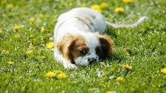 Small Dog HD Wallpaper Animal