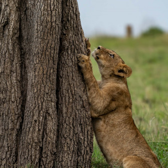Lioness Climbing A Tree Xntqr9i2ldpkbtlt Wallpaper