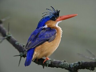 HD Animals Wallpaper Hummingbird Kingfisher Birds Pictures And