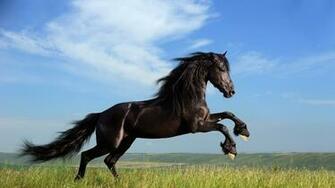 Beautiful Horse Horses Wallpaper