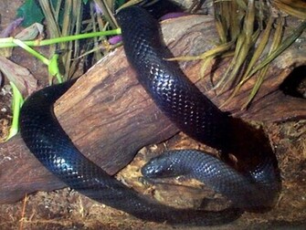 Cool Snake Wallpaper Desktop Background