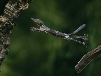 Funny Lizard Desicomments