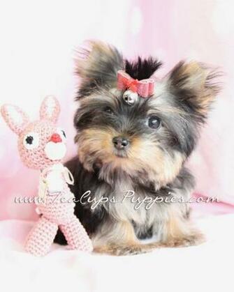 Source Url Kootation White Yorkies Puppies Html
