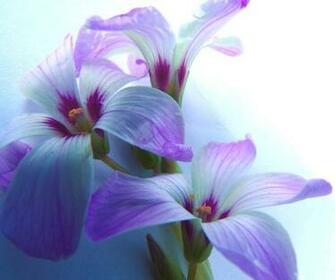 Purple Spring Wallpaper