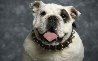 English Bulldog Wallpaper HD