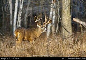 Monster Buck Wallpaper Weddingdressin