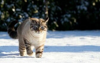 Winter Wallpaper With Cat In The Snow HD Animals