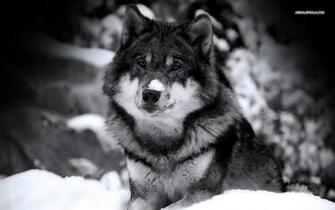 HD Wolf Wallpaper Greywolf Pictures Attack Animal