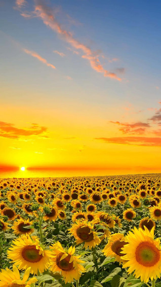 Sunflower Aesthetic iPhone Wallpaper