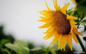 Summer Flowers Wallpaper For Desktop Flower