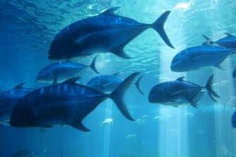 Best Ulua Wallpaper