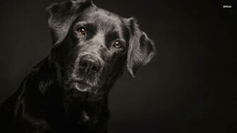 Black Labrador Retriver Wallpaper Animal