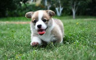 Wallpaper Welsh Corgi Pembroke Dog Puppy